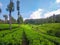 Tea plantation, ciwidey indonesia