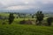 Tea plantation at ciwidey, West Java Indonesia