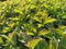 Tea plantation close-up. Oblique evening sunshine. Shot against the light