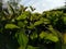 Tea plantation close-up. Oblique evening sunshine. Shot against the light