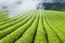 Tea plantation in cloud and mist