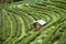 Tea plantation in the Doi Ang Khang, Chiang Mai, Thailand