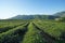 Tea plantation in Doi Mae Salong, Chiang Rai Thailand