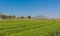 Tea plantation in farm in daylight time have blue sky