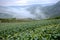 Tea plantation fields at dawn with morning fog in the distant valley, in Pingling, Taipei, Taiwan