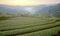 Tea plantation fields at dawn with morning fog in the distant valley, in Pingling, Taipei, Taiwan