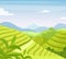 Tea plantation flat vector illustration. Asia countryside farmland fields. Asian rural meadow and hills cartoon scenery