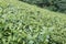 tea plantation. fresh green and white tea leaves. agriculture, f