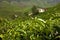 Tea plantation garden