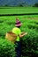 Tea plantation girl is collecting tea leaves.