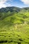 Tea plantation Green fields of Cameron highlands, Malaysia, vertical composition