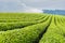 Tea plantation in green springtime