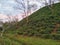 Tea plantation in Guwahati,Assam, India