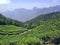 Tea plantation high in the mountains of India