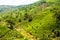 Tea Plantation in the Highlands of Nuwara Eliya, Sri Lanka