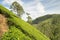 Tea plantation hill