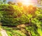 Tea plantation on the hill, Ceylon, Sri Lanka