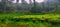 Tea plantation in hilly region garden