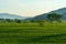 Tea plantation in Huong Son district, Ha Tinh province, Vietnam