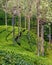 Tea Plantation in India