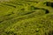 Tea plantation, interesting striped pattern of lines of the green plants.