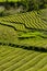 Tea plantation, interesting wavy pattern of lines of the green plants.