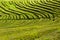 Tea plantation, interesting wavy pattern of lines of the green plants.