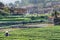 tea plantation and irrigation canal in Chengyang