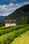 Tea plantation in Italy. Ossola Vally, Piemonte, Italy