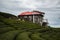 Tea Plantation Landscape Garden Rize Turkey House