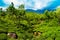 Tea plantation landscape. India