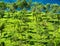 Tea plantation landscape. Munnar, Kerala, India