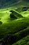 Tea plantation landscape. Munnar, Kerala, India