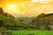 Tea plantation landscape sunset