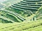 Tea plantation on Mae Salong hill in Chiang rai, Thailand