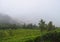 Tea Plantation and Misty Mountains - Green Landscape - Natural Background