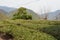 Tea plantation at Between Mizunomi-oji and Fushiogami-oji on Kumano Kodo Nakahechi Route in