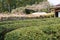 Tea plantation at Between Mizunomi-oji and Fushiogami-oji on Kumano Kodo Nakahechi Route in