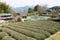 Tea plantation at Between Mizunomi-oji and Fushiogami-oji on Kumano Kodo Nakahechi Route in