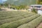 Tea plantation at Between Mizunomi-oji and Fushiogami-oji on Kumano Kodo Nakahechi Route in