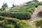 Tea plantation at Between Mizunomi-oji and Fushiogami-oji on Kumano Kodo Nakahechi Route in