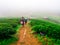 Tea Plantation in the morning at rai cha 2000, DOI ANG KANG, Chi