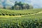 Tea plantation in morning sunlight