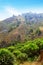 Tea plantation in mountain, Doi Mae Salong, Chiang Rai Province, Thailand