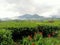 tea plantation  & mountain wayang