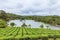 Tea plantation in the mountains od mauritius island