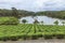 Tea plantation in the mountains od mauritius island