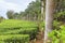 Tea plantation in the mountains od mauritius island