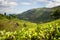 Tea plantation in mountains of Sri Lanka