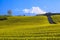 Tea plantation and Mt. Fuji